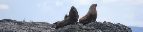 Sea Lions on a Rocky Coastal Island