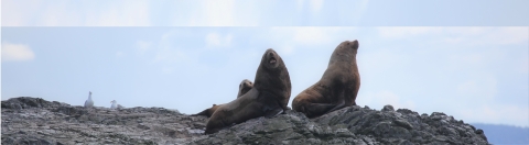 Steller Sea Lions Resting on Bird Rocks