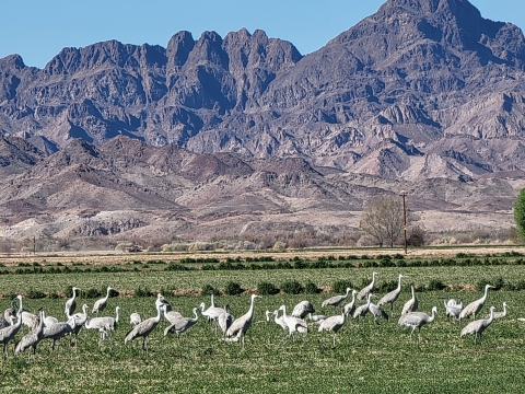 Flock of sandhill cranes in a freshly mowed field with mountains in the background.