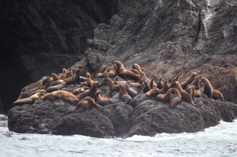 Sea Lions Resting on a Rocky Shoreline