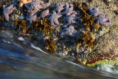 Sea Stars Cling to the Rocks in the Ocean Current