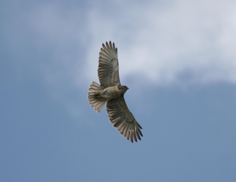 A Hawaiian Hawk soars against a blue sky.