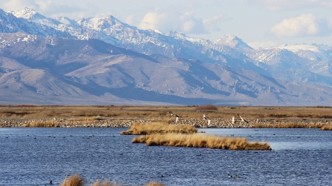 a marsh with birds flying and snow capped mountains in the background