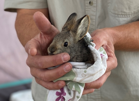 A small gray rabbit held in a floral print pillowcase by two hands