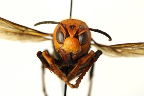 Close up of a face of a Asian giant hornet, held on a pin