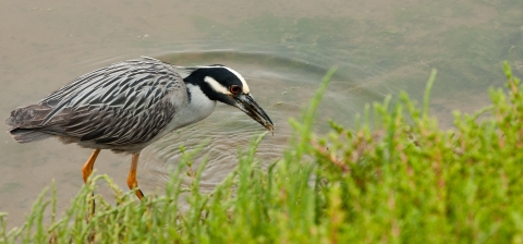 Yellow crowned night heron catching a crab.