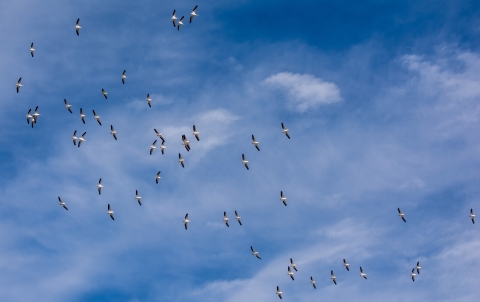 Flock of birds against a cloudy sky