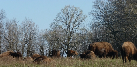 herd of bison lying in the grass