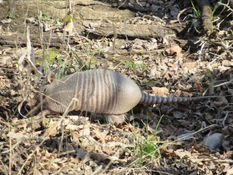 Digging Armadillo