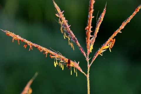 A seed head of a big bluestem plant