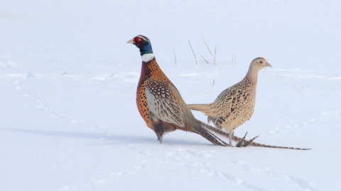 Pheasants in the snow