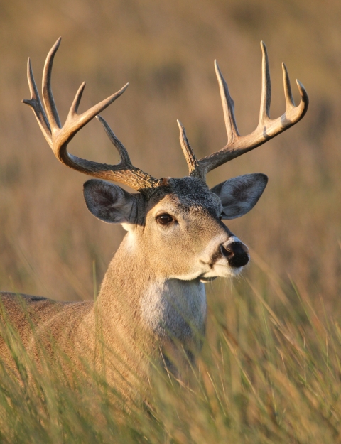 A beautiful 10 point white-tailed deer standing in high grass at Laguna Atascosa NWR