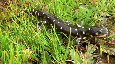 Adult salamander crawls through short grass.