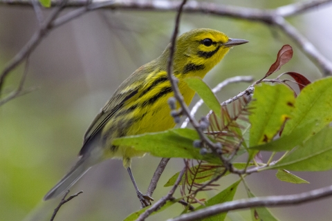 An image of a Prairie Warbler perched in a tree. 