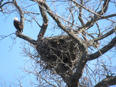 Eagle Perched Near Nest