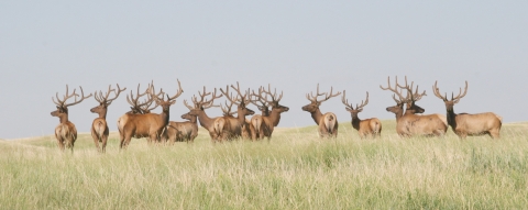 Elk at Fort Niobrara