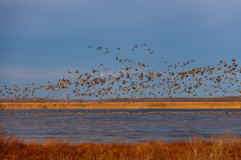 A large flock of ducks take off from the marsh.