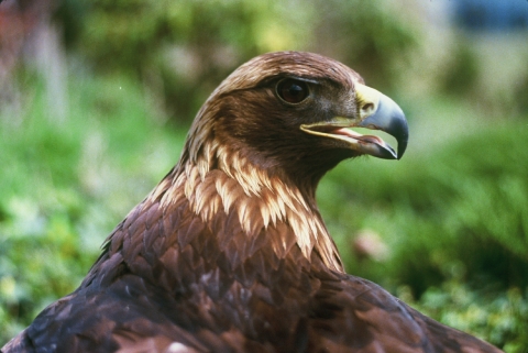 Golden eagle upper body seen from behind with eagle head turned to the right looking at the camera