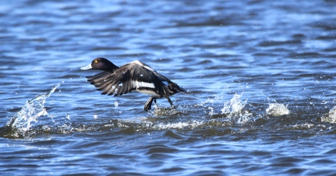 lesser scaup taking off from the water