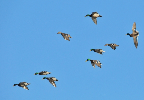 flock of flying mallard ducks dropping in to land