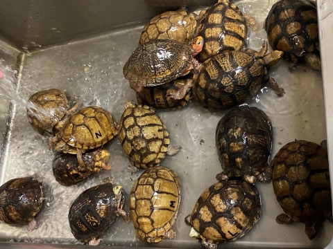 Several small turtles with yellow and brown shells being watered in a sink