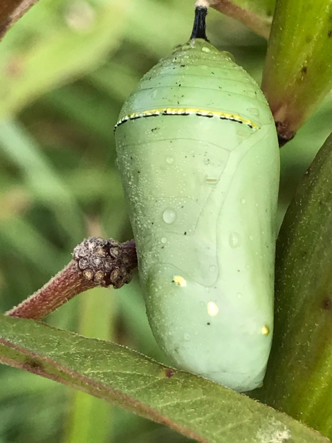 A monarch butterfly chrysalis, light emerald green with a band and spots of gold