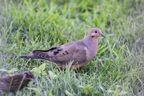 Mourning Doves in grass