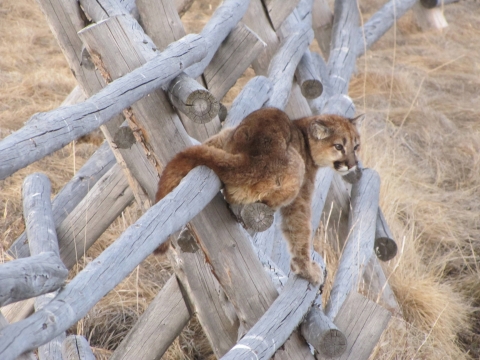 Juvenile Mountain lion on a fence