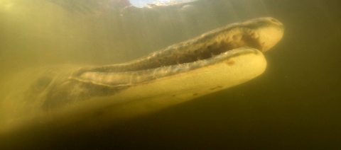 a large alligator gar mouth from below
