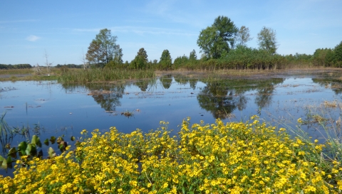 North banding pond Santee NWR