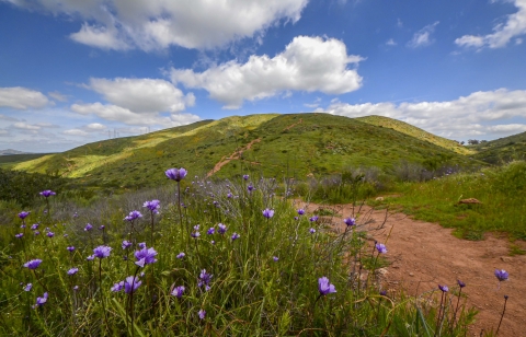 Spring time photo with purple flowers and green grass on mountain. A single trail leads up to the mountain top. 
