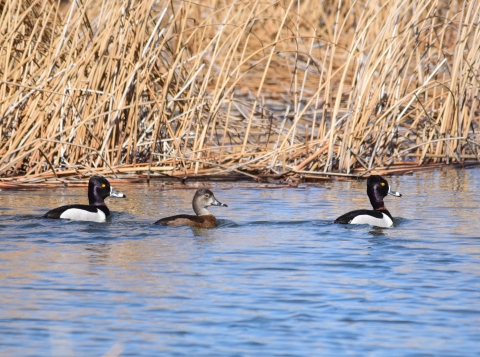 Three ring-necked ducks swimming along brown cattails; two drakes, one hen