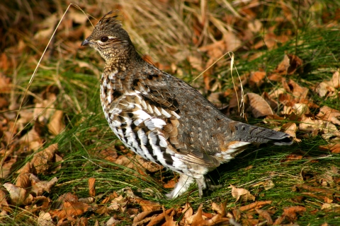 Ruffed grouse in Fall leaf litter with green grass