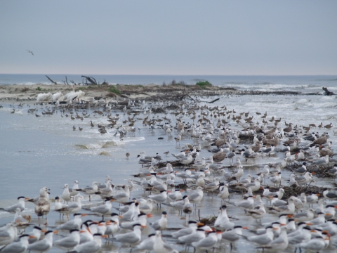Shorebirds congregating on Wassaw's beach