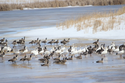 Snow geese, Canada geese, White-fronted geese, and Northern Pintail standing on a frozen wetland