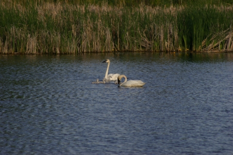 Trumpeter swan pair with goslings in a small lake with grass shoreline