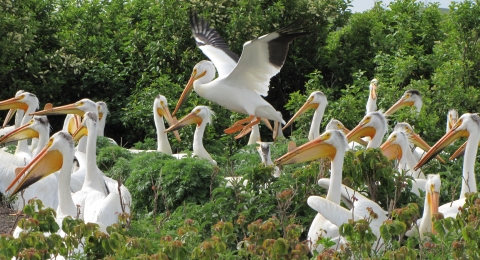 a large group of big white birds with large yellow bills and throat pouches gather in green foliage.