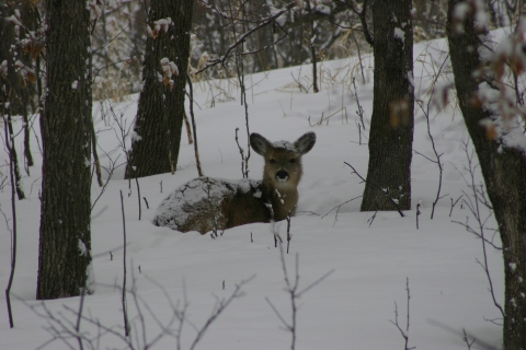 Yearling white-tailed deer covered by snow bedded in the woods