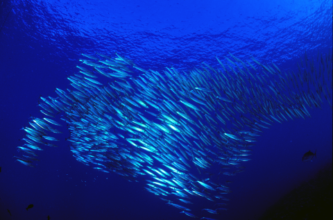 A school of barracuda swim in deep blue waters. 
