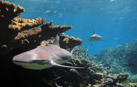 A grey reef shark swims past brown, jagged coral. Behind it is another grey reef shark that cuts through the coral reef. 