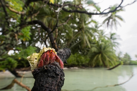A hermit crab stand on the branch of a tree. Behind it is a lagoon on Palmyra.