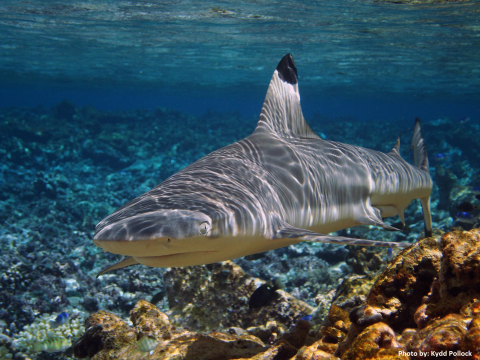 A blacktip reef shark swims amongst the reef. Coral surrounds it. 