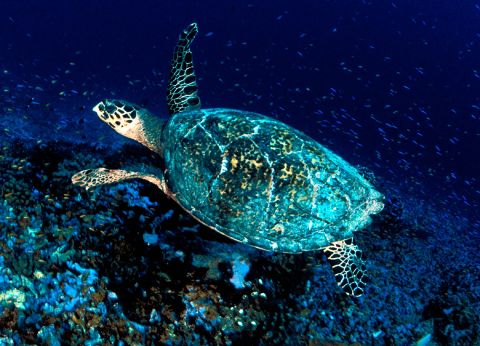 A hawksbill sea turtle swims along a reef.