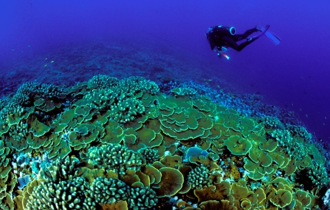 A diver swims along coral. The water is a deep blue with a vibrant yellow coral reef. 
