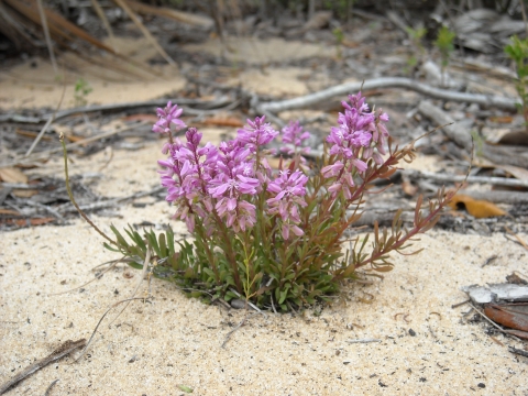 An image of a plant with vivid pink blooms.