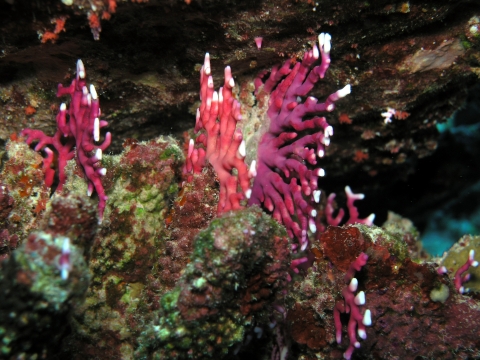 Bright red coral juts out from brown coral. 