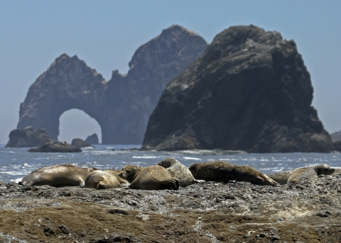 Seals near Mack Reef