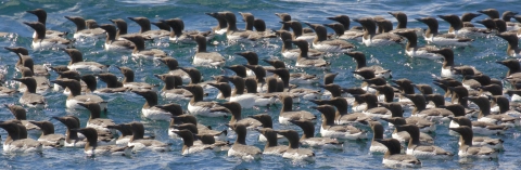 A group of black and white murres floats on a blue sea.