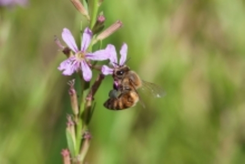 Bee on a purple flower at Pahranagat NWR
