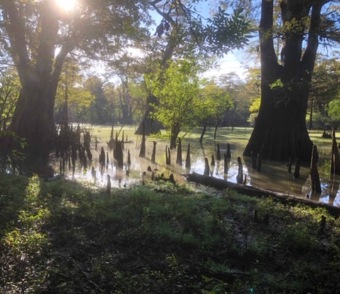 A flooded bottomland forest with spires of cypress knees jutting from water and sun glinting on water
